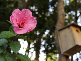 外滩花卉大全，沙发背景墙花卉的多样性与魅力上海外滩的花叫什么名字