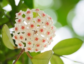 浙江花卉大棚供应与延庆花卉基地的美丽邂逅，浙江花卉大棚与延庆花卉基地的美丽邂逅