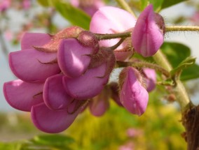 梁溪区野生花卉播种，便宜实惠的花卉绿植之选苹果耳机能在安卓手机上弹窗吗